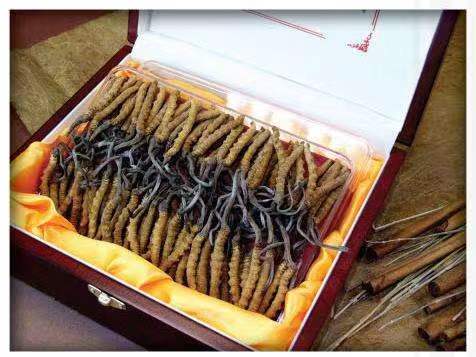 南皮冬虫夏草回收?